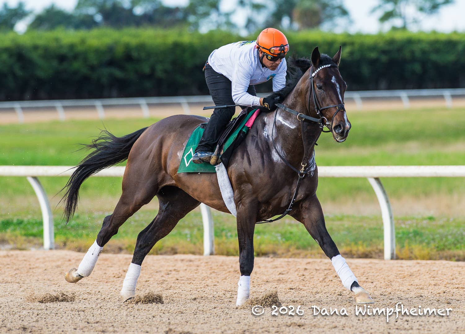 Horse Of The Year Sovereignty Will Not Compete In Dubai World Cup