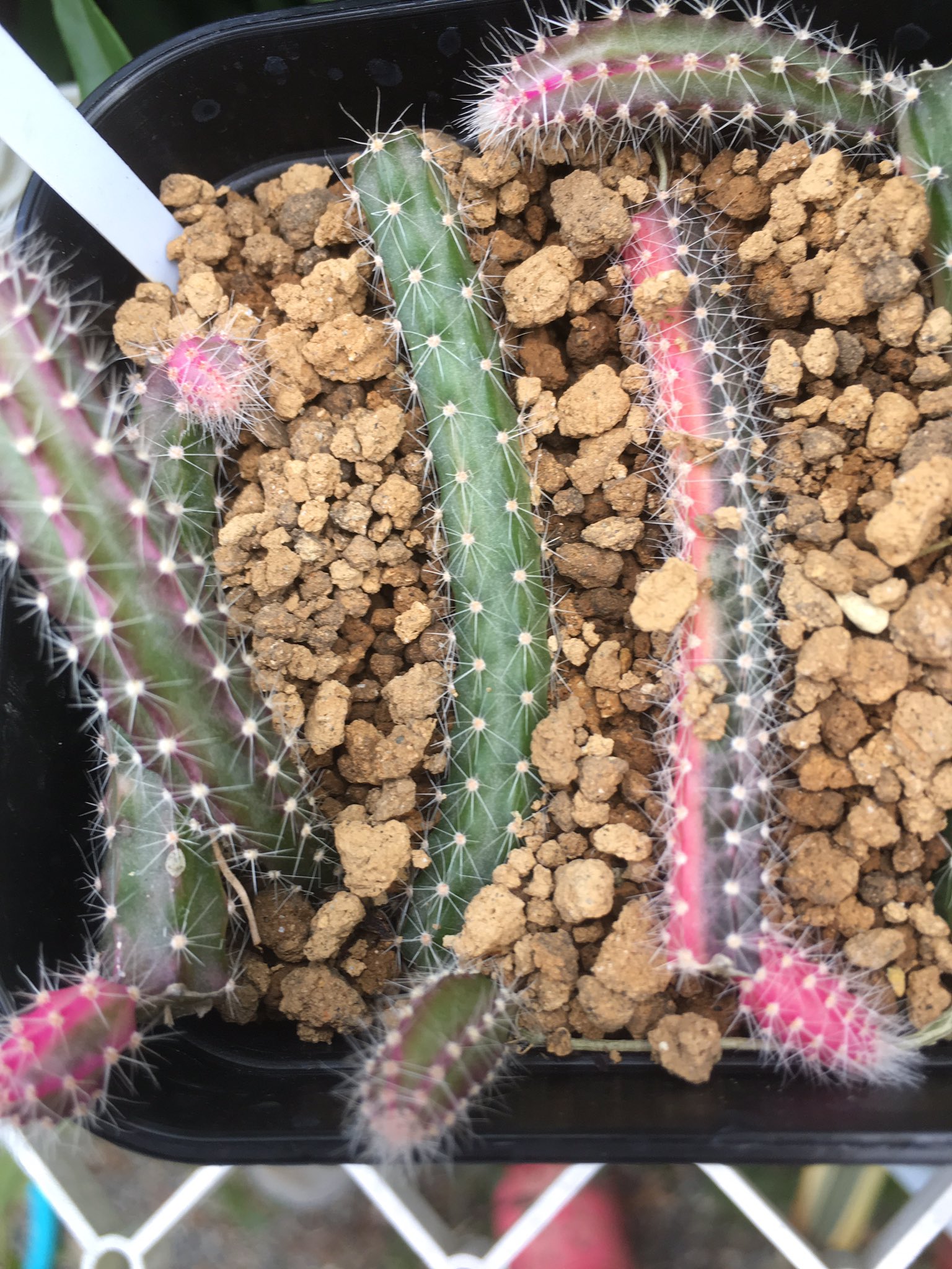 鬼面角錦 柱サボテン 斑入り Yahoo!オークション - 鬼面角錦 鬼面角 錦