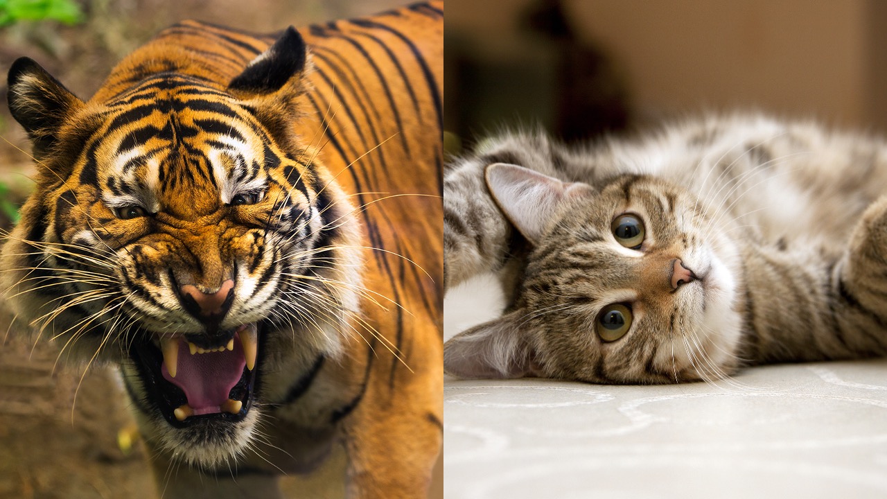 な*な様 虎 トラ 猫 残響 ムラサキ 原画 1点物 (2024年11月) な*な様