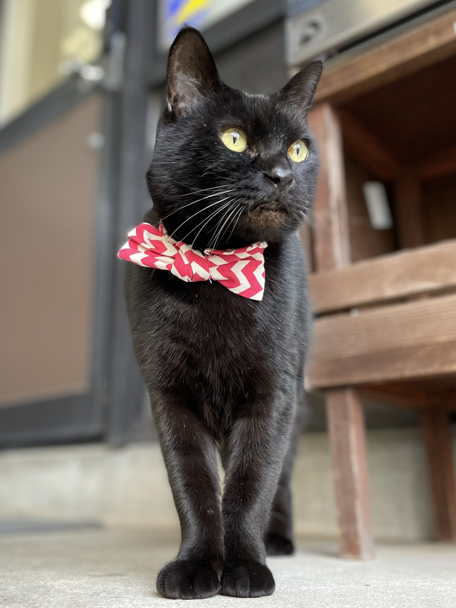 nekko1127@猫飼ってます 379 nekko1127@猫飼ってます 379 nekko1127@猫