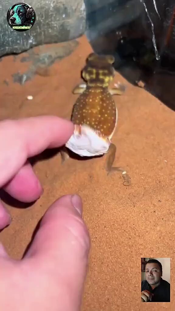 にゃん汰。🩸🐾 (@07nyanta13) / Posts / X