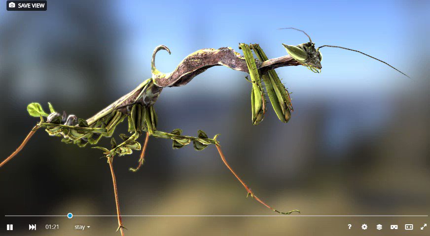 オオカレエダカマキリSketchfabにアップしました。活発に動くような虫