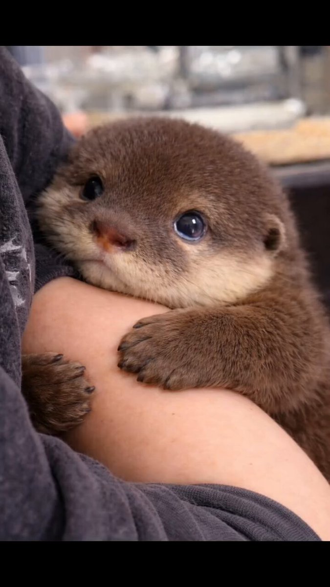 カワウソもそうだし ラッコもいいわよね 本当天使だと思うわ