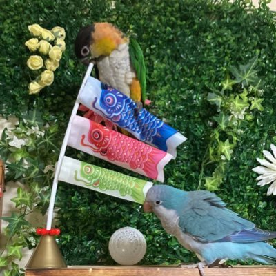 shu☆備長炭止まり木販売 (@shu_carbon) / Posts / X