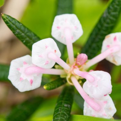 しほぐるむぁ(そこら辺の草好き) (@siho865685kusa) / Posts / X