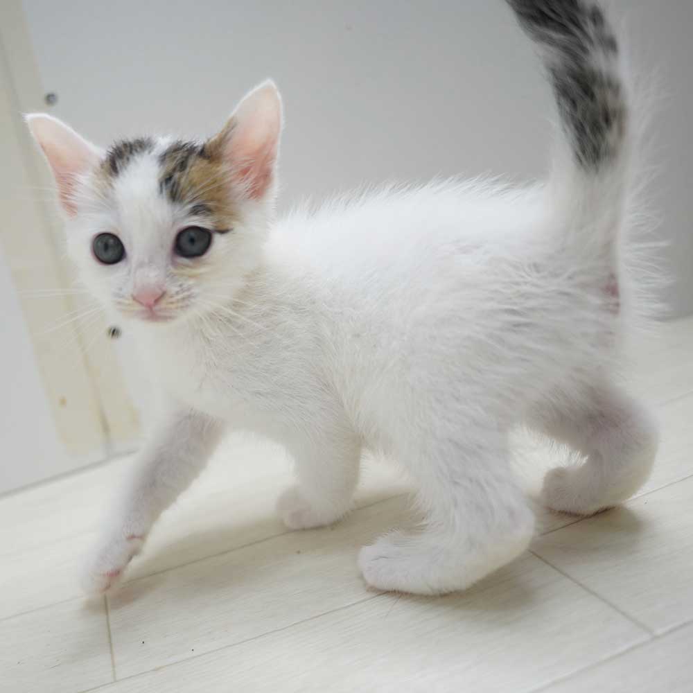 2025年5月8日入所3兄妹③中毛キジ白？三毛猫？の男の子 【大阪府堺市