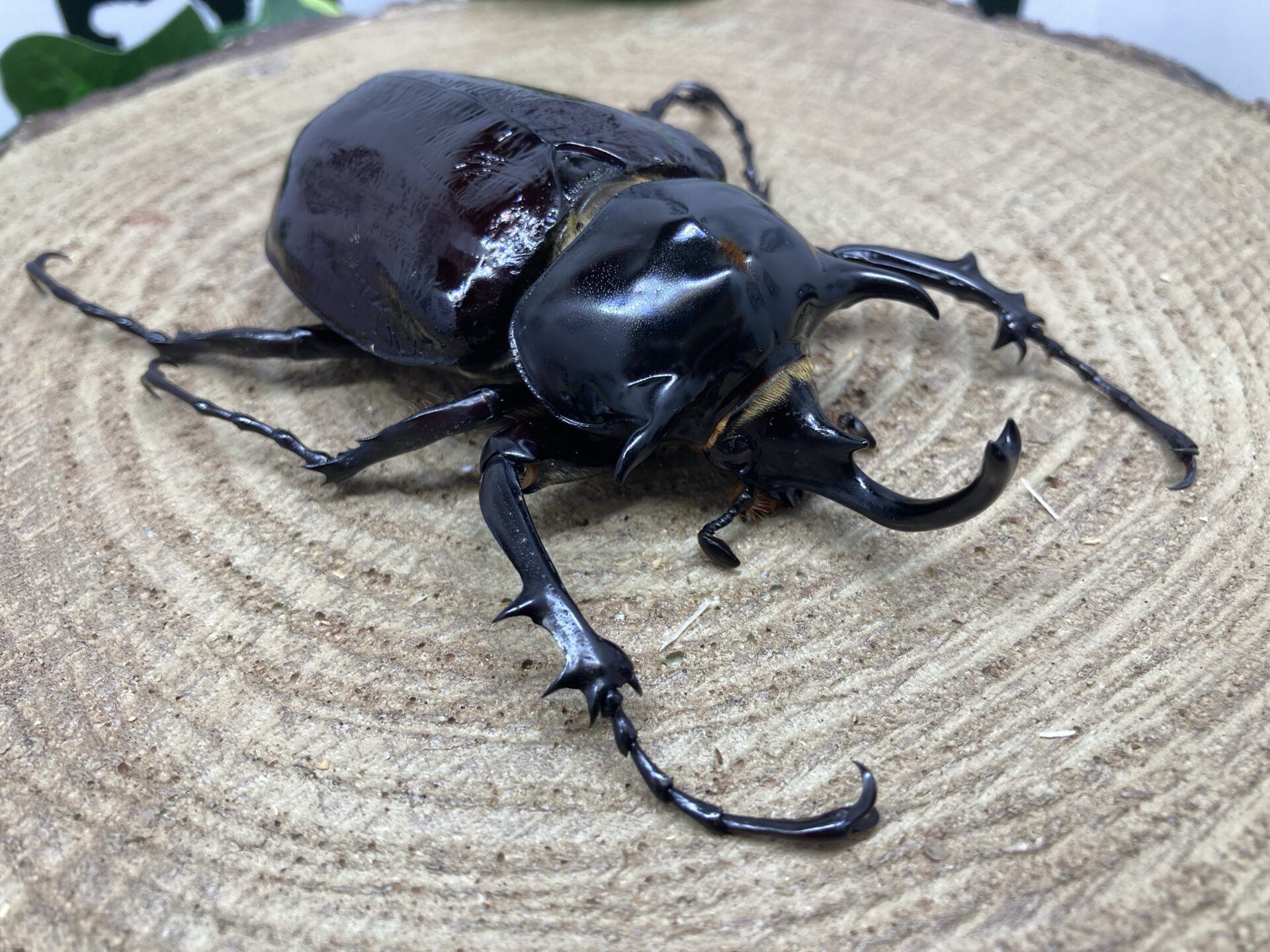 マルスゾウカブトムシ】 マルス標本 雌雄セット 昆虫セット