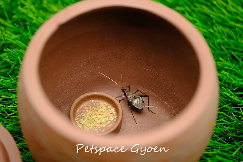 美品 温室クーラー Aー201 クワガタ カブト 美品 温室クーラー Aー201