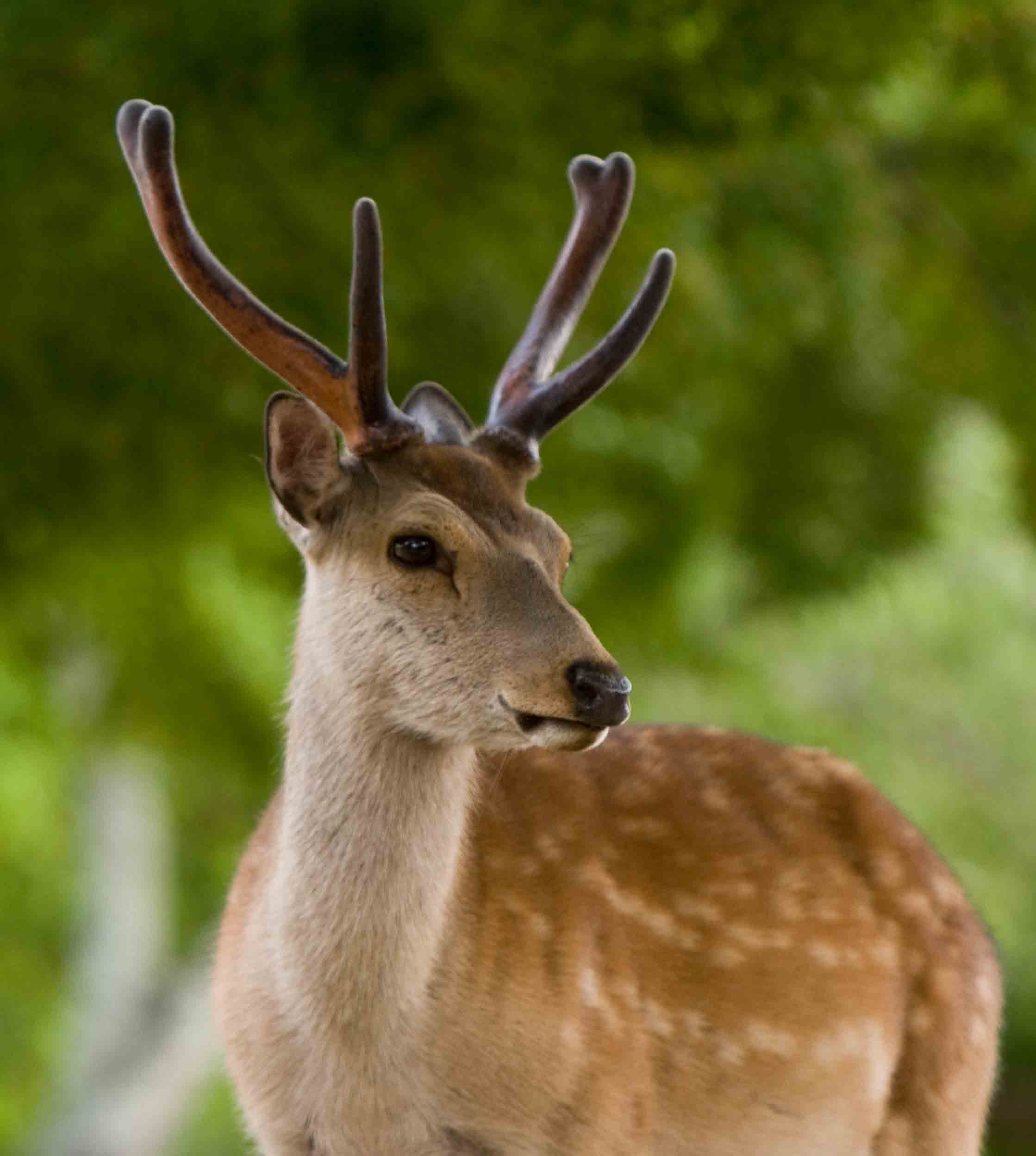 鹿の角 ニホンジカ 3頭 自然の鹿の角 一対 約42センチ 自然の鹿の角