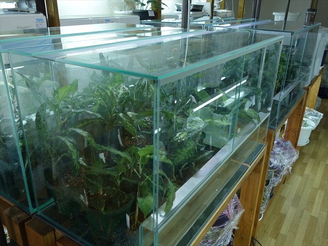 エーハイムレプタイルゲージ9045、セカンドインプレッション