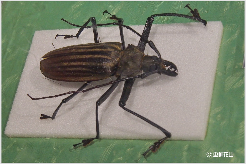 20150507 フィジー共和国の散歩道：怪物フィジーオオウスバカミキリ