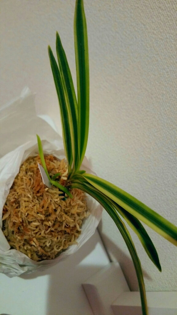 湖東錦 : □ サムライ オーキッド □ 富貴蘭 セレクトショップ MAIL