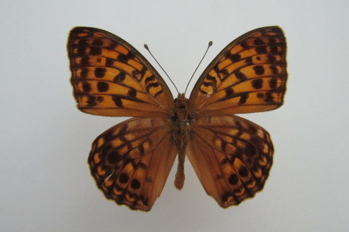 黒化型3連発!! オオウラギンヒョウモン♂・デカ♂・♀黒化型 : 私の天狗蝶