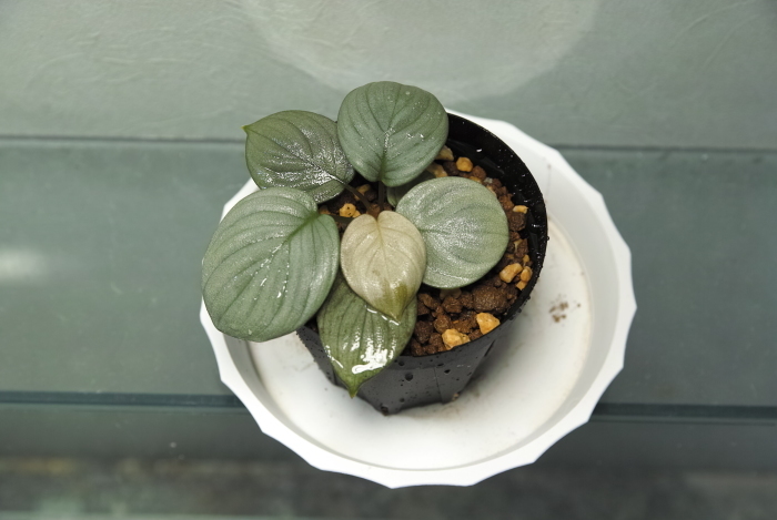 Homalomena sp. '月輪' 