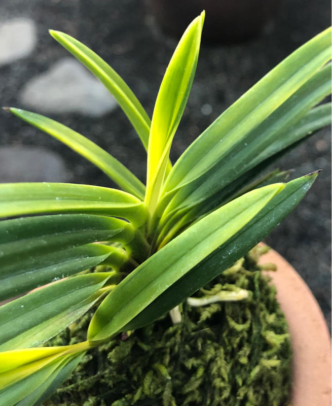 黒金牡丹 : □ サムライ オーキッド □ 富貴蘭 セレクトショップ MAIL