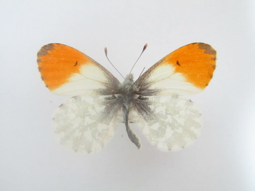 未来に引き継ぎたい標本遺産⑨ クモマツマキチョウ♂ 八ヶ岳亜種 : 私