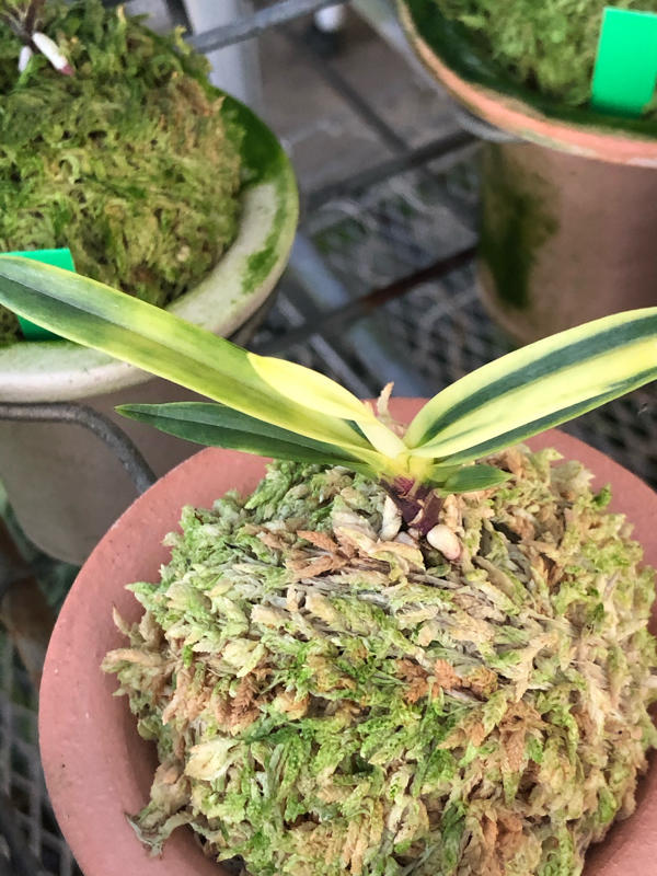 真砂コレクション : □ サムライ オーキッド □ 富貴蘭 セレクト