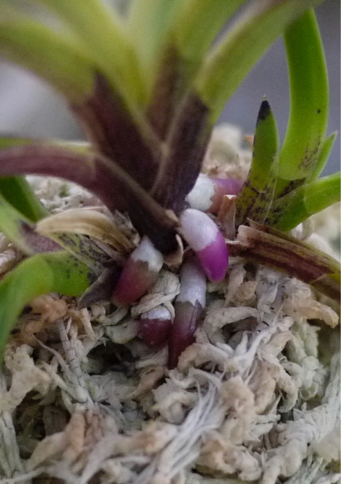 至楽四方山話 : □ サムライ オーキッド □ 富貴蘭 セレクトショップ