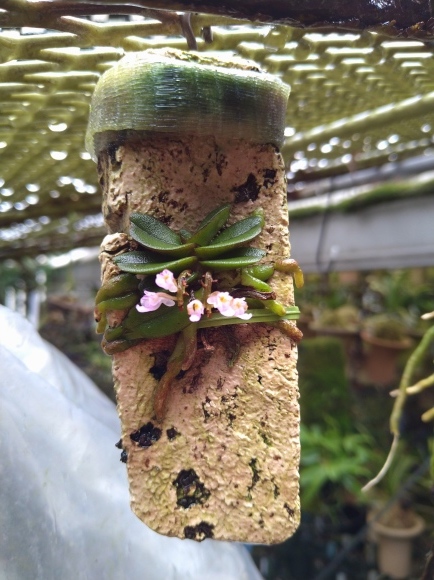 日本春蘭 無名羅紗チャボ : 蘭万園日記