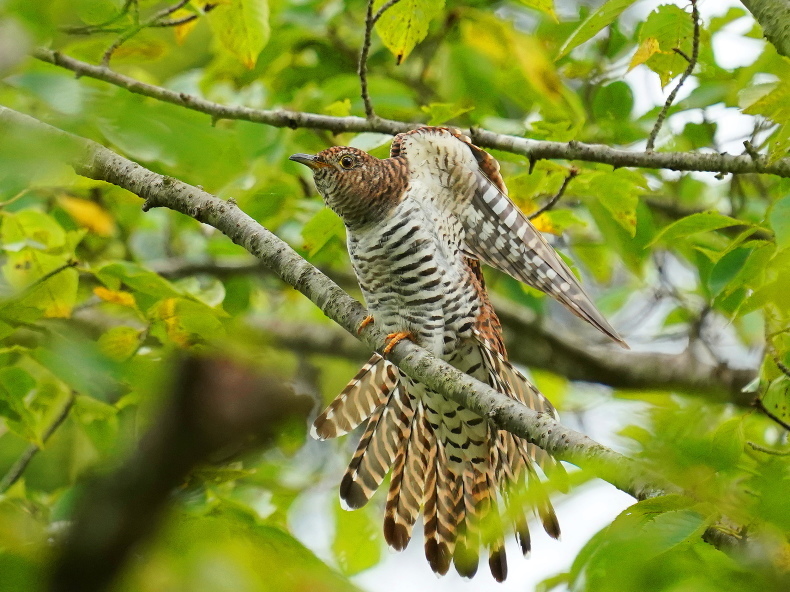美しさ全開！赤色型ツツドリ MGS : シエロの野鳥観察記録