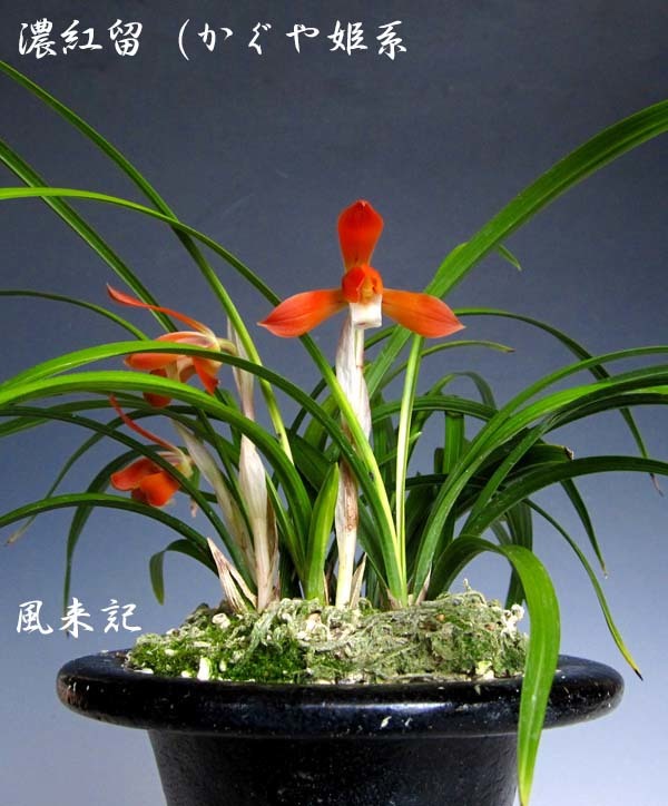 日本春蘭「かぐや姫」 No．2087 : 東洋蘭風来記奥部屋