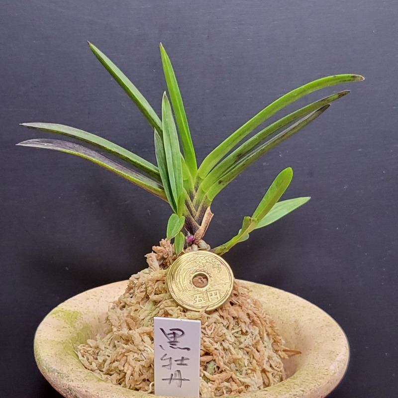 富貴蘭 黒牡丹 : 富貴蘭チャンネル