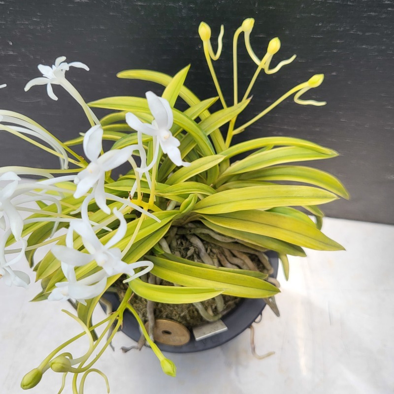 富貴蘭 青軸富嶽・株立 : 富貴蘭チャンネル