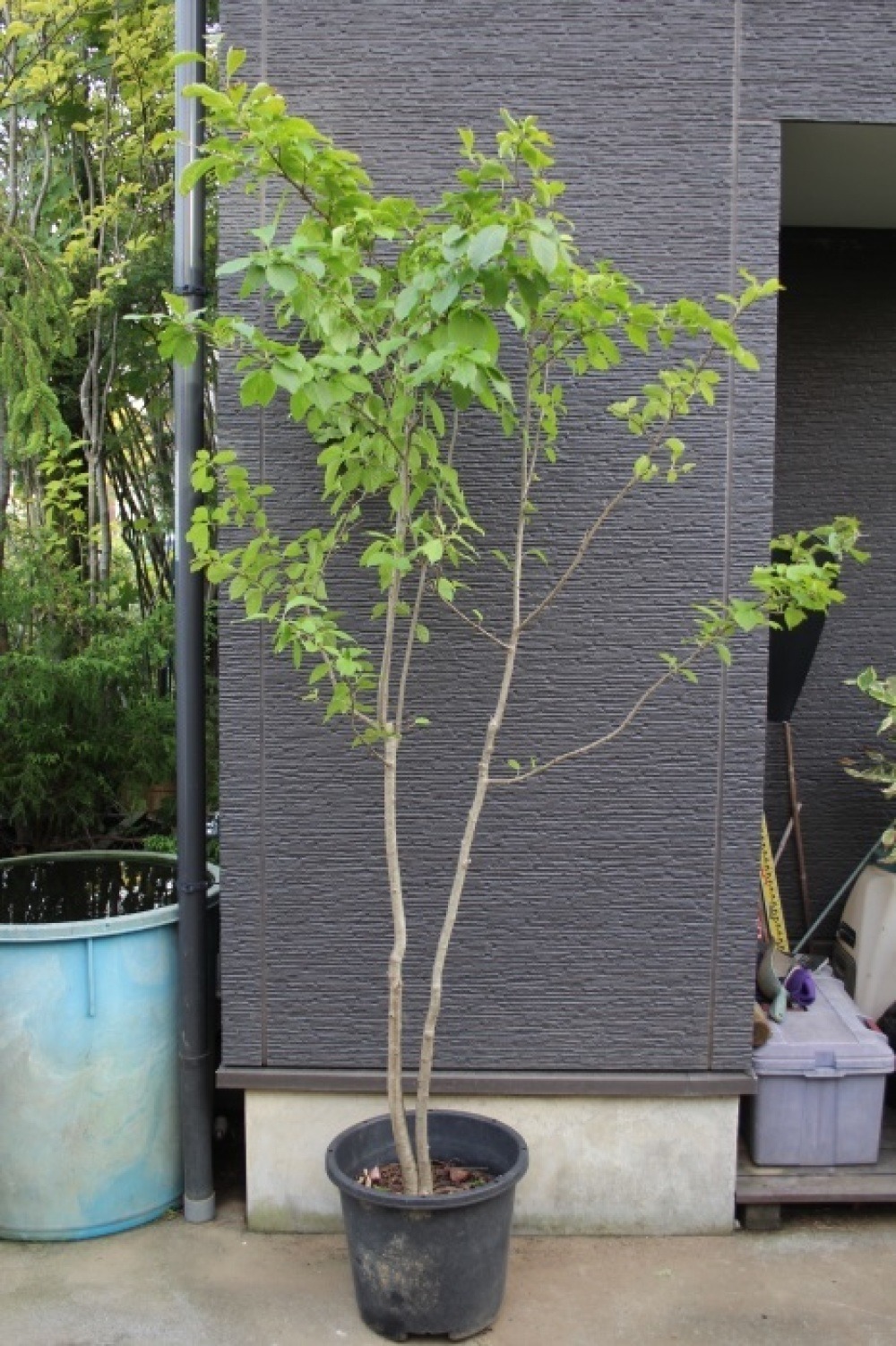 アオハダ 山採り 本株立ち 青膚 青肌 希少 販売 画像 写真 価格 値段