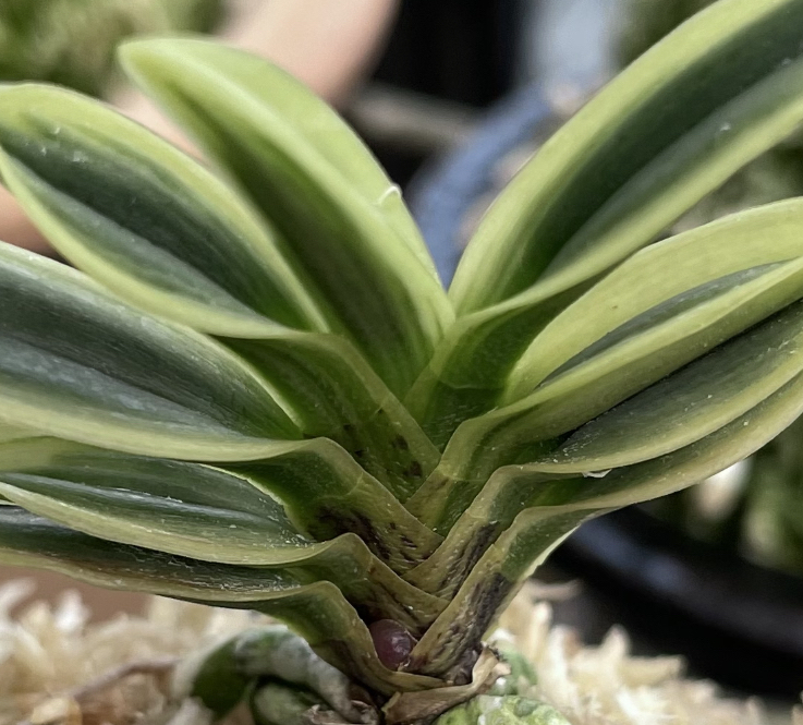 先週の買い入れ : □ サムライ オーキッド □ 富貴蘭 セレクトショップ