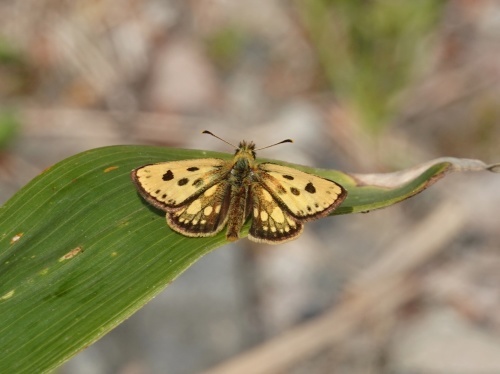 カラフトタカネキマダラセセリ 北海道6月の蝶③ : 蝶のいる風景blog