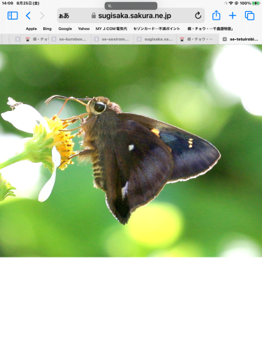 テツイロビロウドセセリ 幼生期調べ 土着種 : 蝶・チョウ・ゆっくり