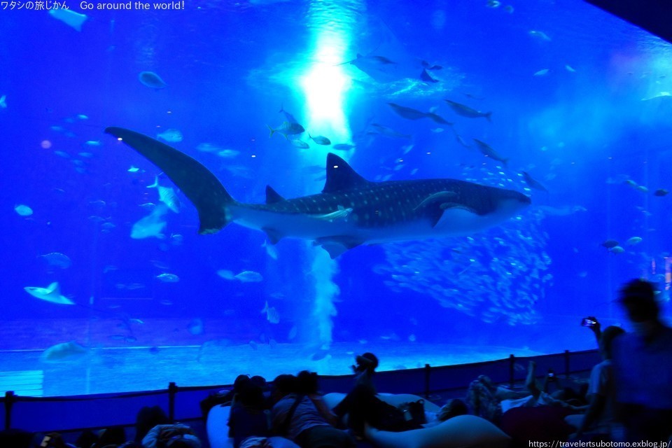 沖縄美ら海水族館のナイトアクアリウム2023鑑賞 : ワタシの旅じかん Go