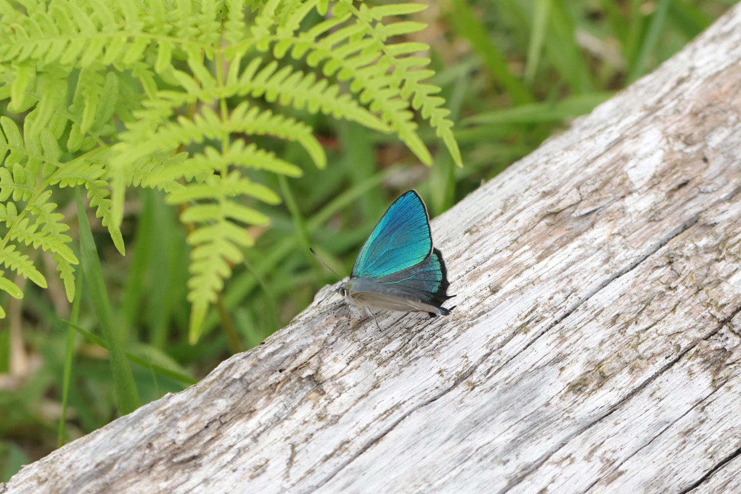 ハヤシミドリシジミ 2024 : Lycaenidaeの蝶鳥撮影日記