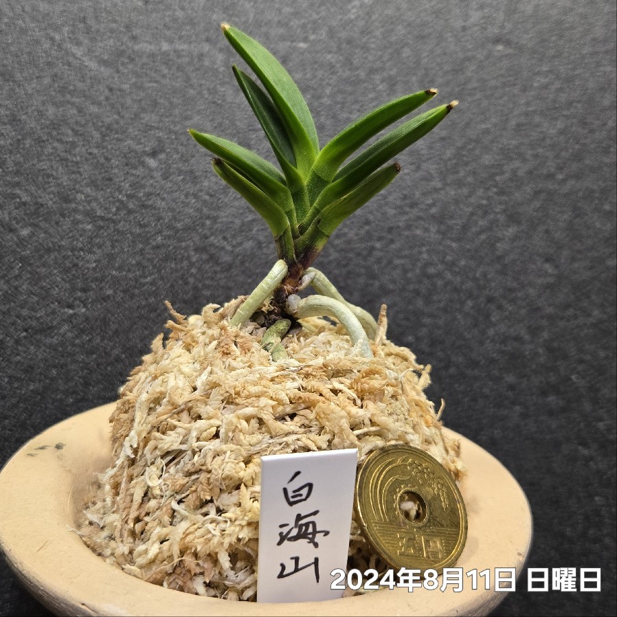 富貴蘭 白海山 : 富貴蘭チャンネル