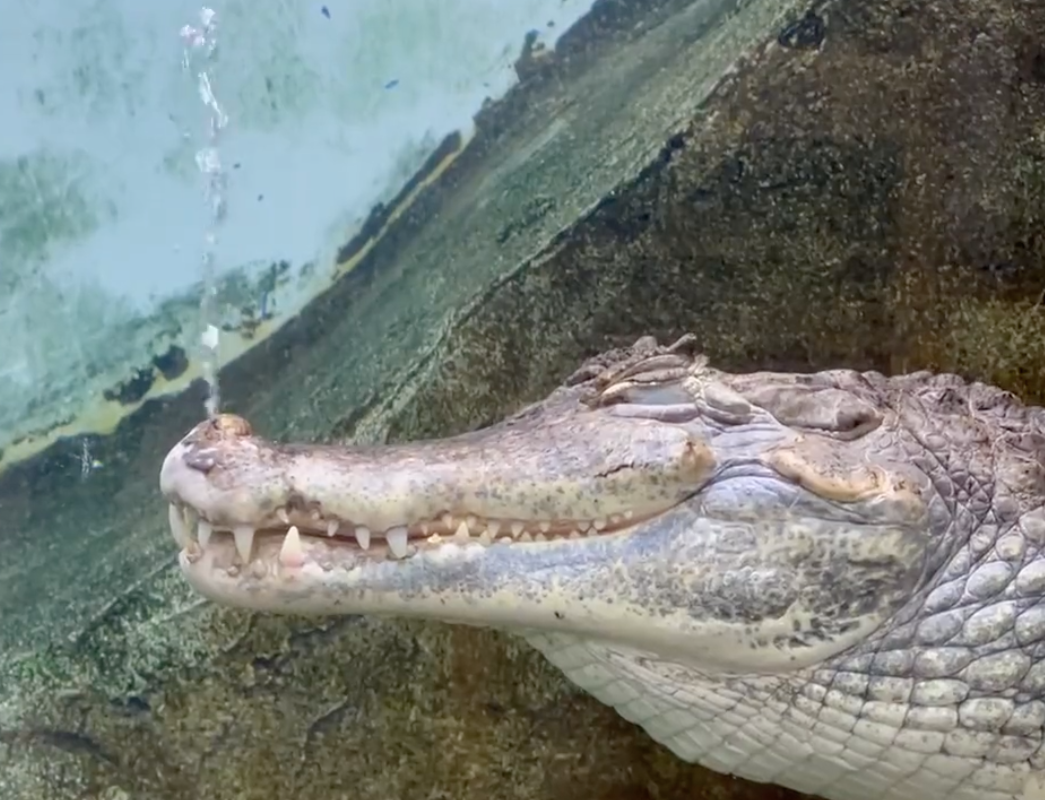 人気すぎて…ワニの「餌やりショー」を泣く泣く我慢 その理由にほっこり