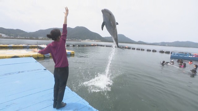 イルカと「通じ合える」 トレーナー体験が人気！ 香川・さぬき市 | KSB