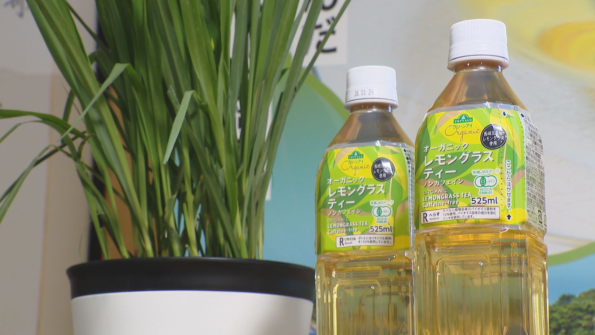 五島市福江島産のレモングラスを100％使用！レモングラスティーが新