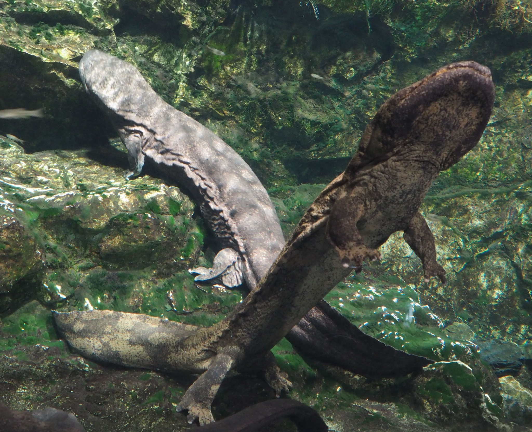 全国から熱烈なマニアが訪れる京都水族館のオオサンショウウオ 約20頭