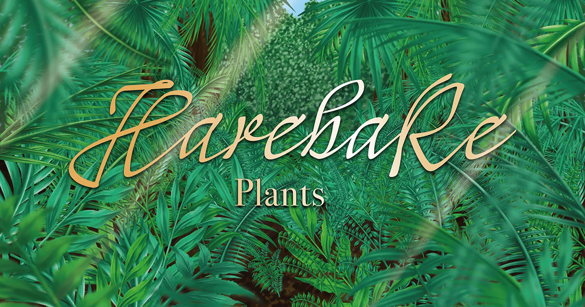 CATEGORY 灌木 | Hare Bare Plants