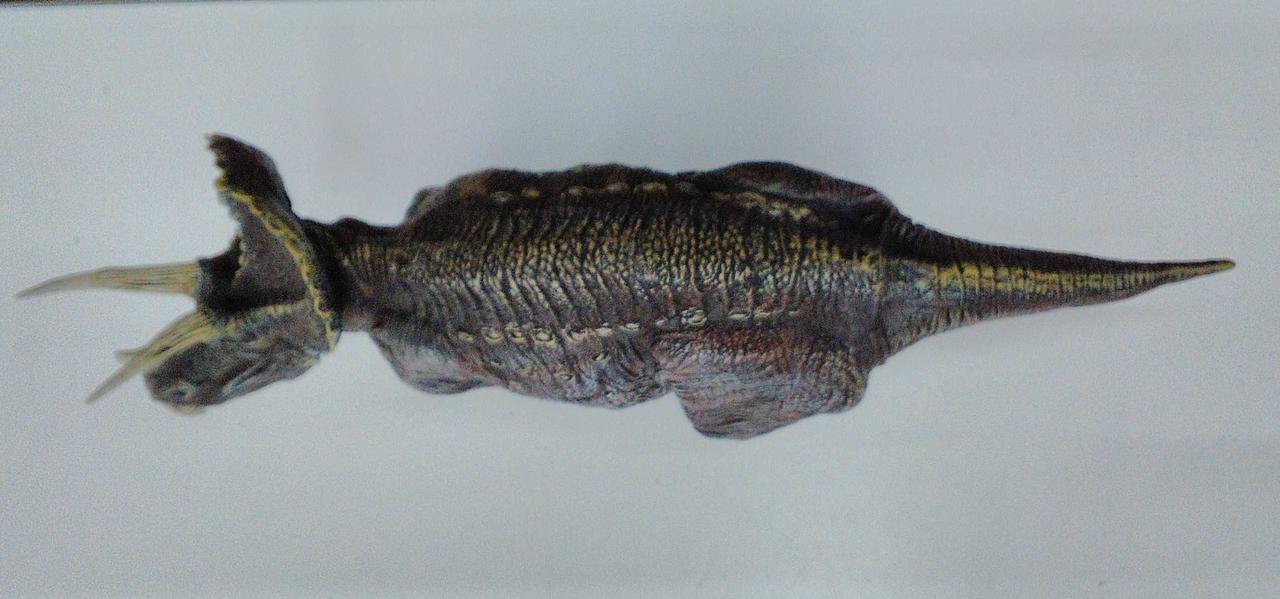 海洋堂|1/20 トリケラトプス ソフビキット 完成品|【ハードオフ公式