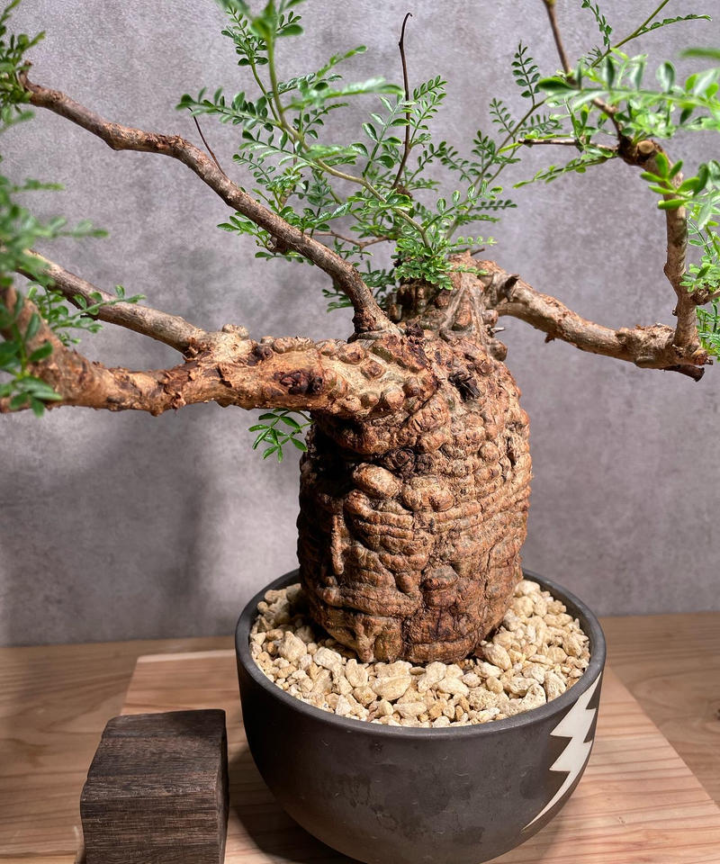 オペルクリカリア・パキプス ぼこぼこ丸株 ベアルート オペルクリ