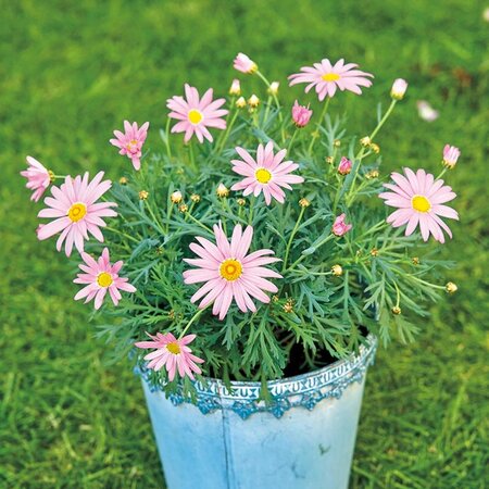 クリスマスローズの原種（H.ムルチフィダス・ヘルツェゴヴィヌス