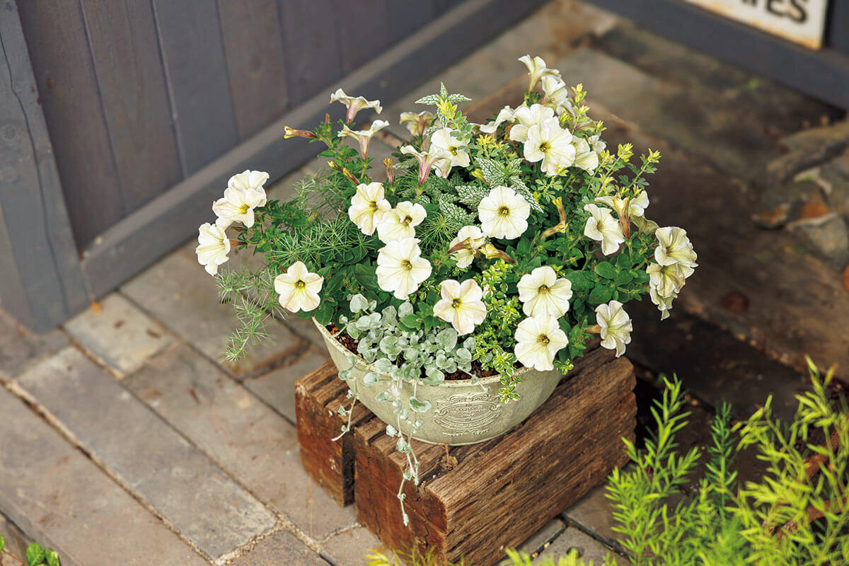 ペチュニアがもっと映える！寄せ植えを引き立てる、鉢の合わせ方の