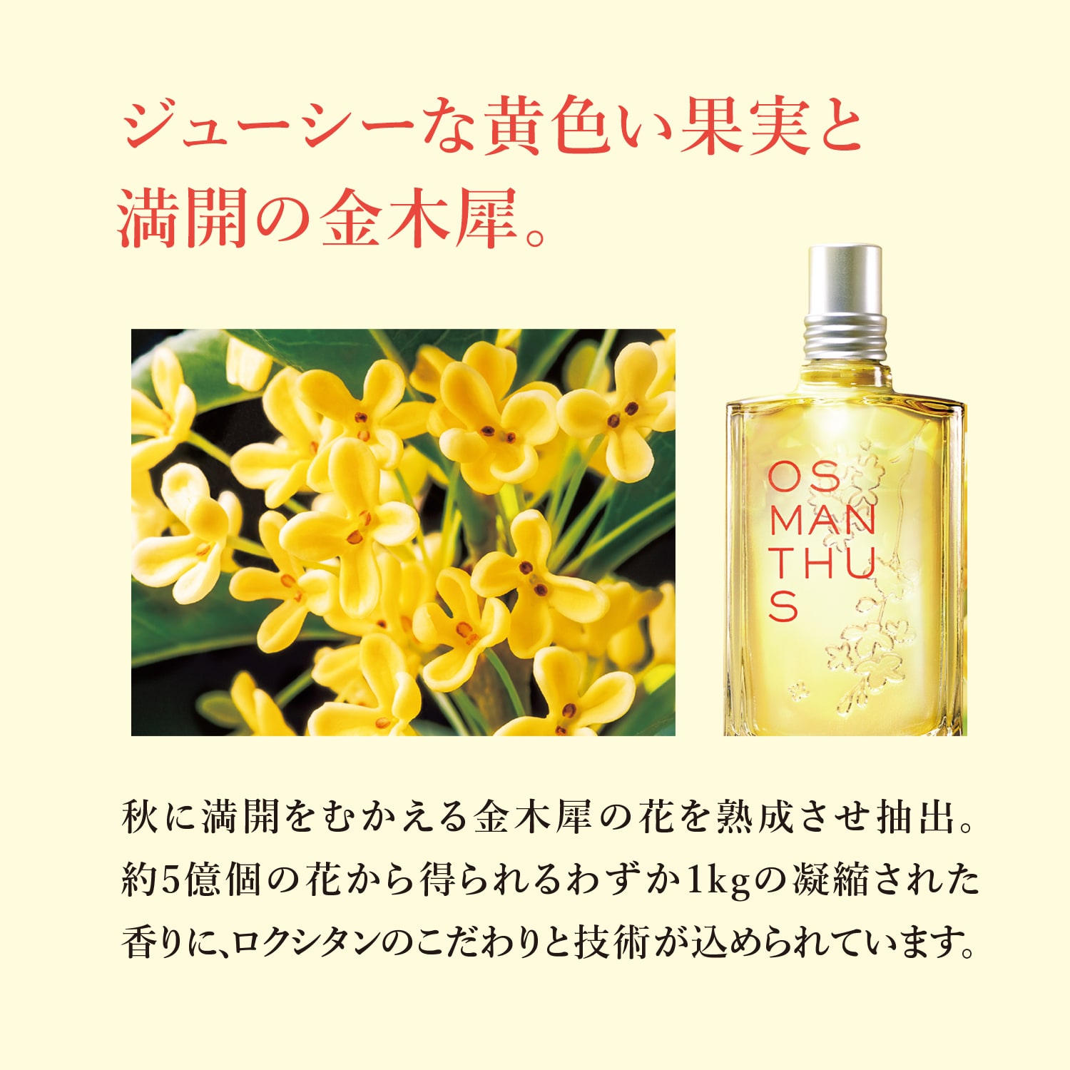 オスマンサス オードトワレ（香水）｜(ロクシタン/L'OCCITANE)｜通販の