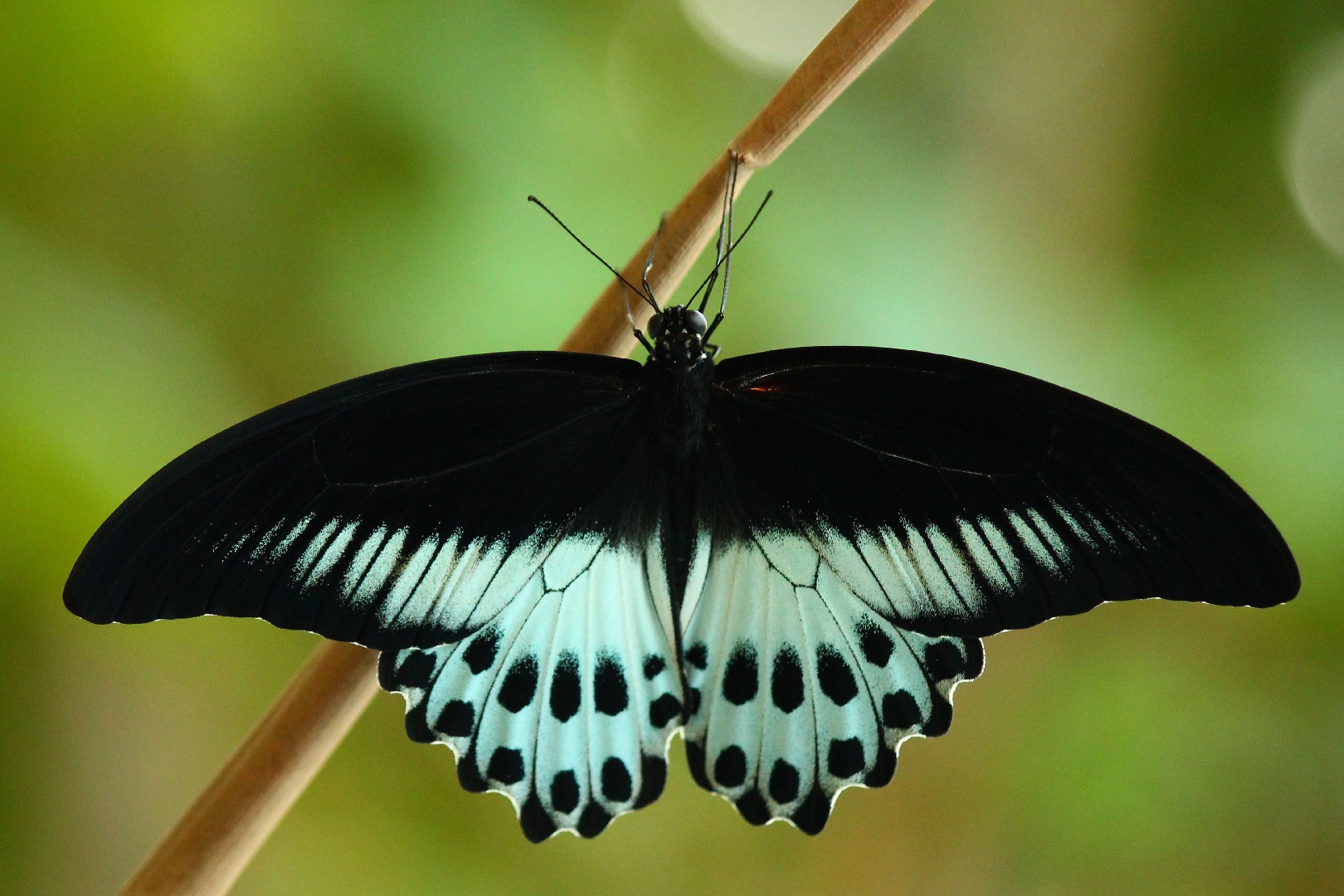 テンジクアゲハ (Papilio polymnestor) - Picture Insect