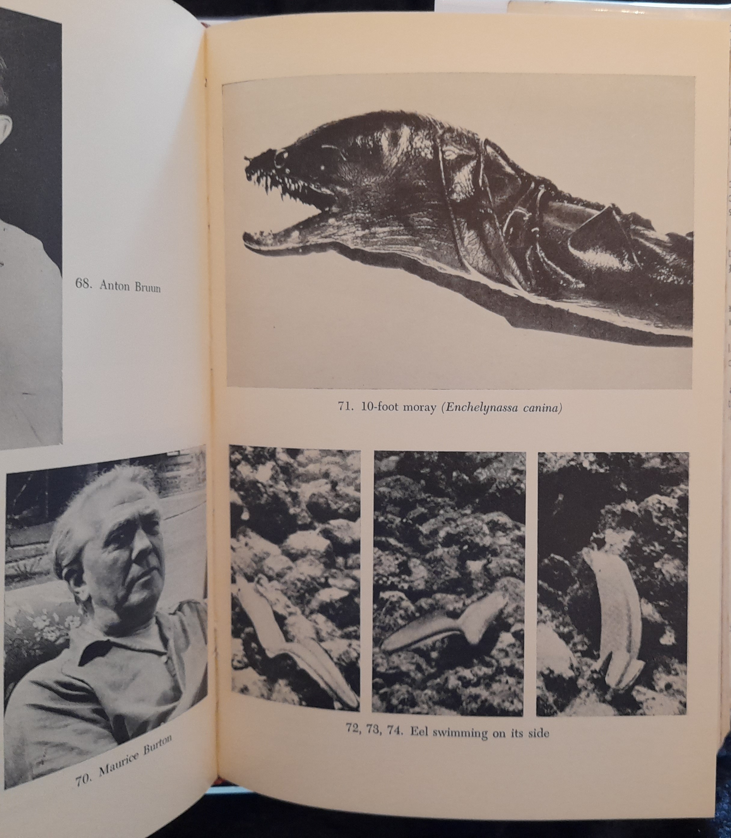 In The Wake Of The Sea-Serpents (translated from the French by