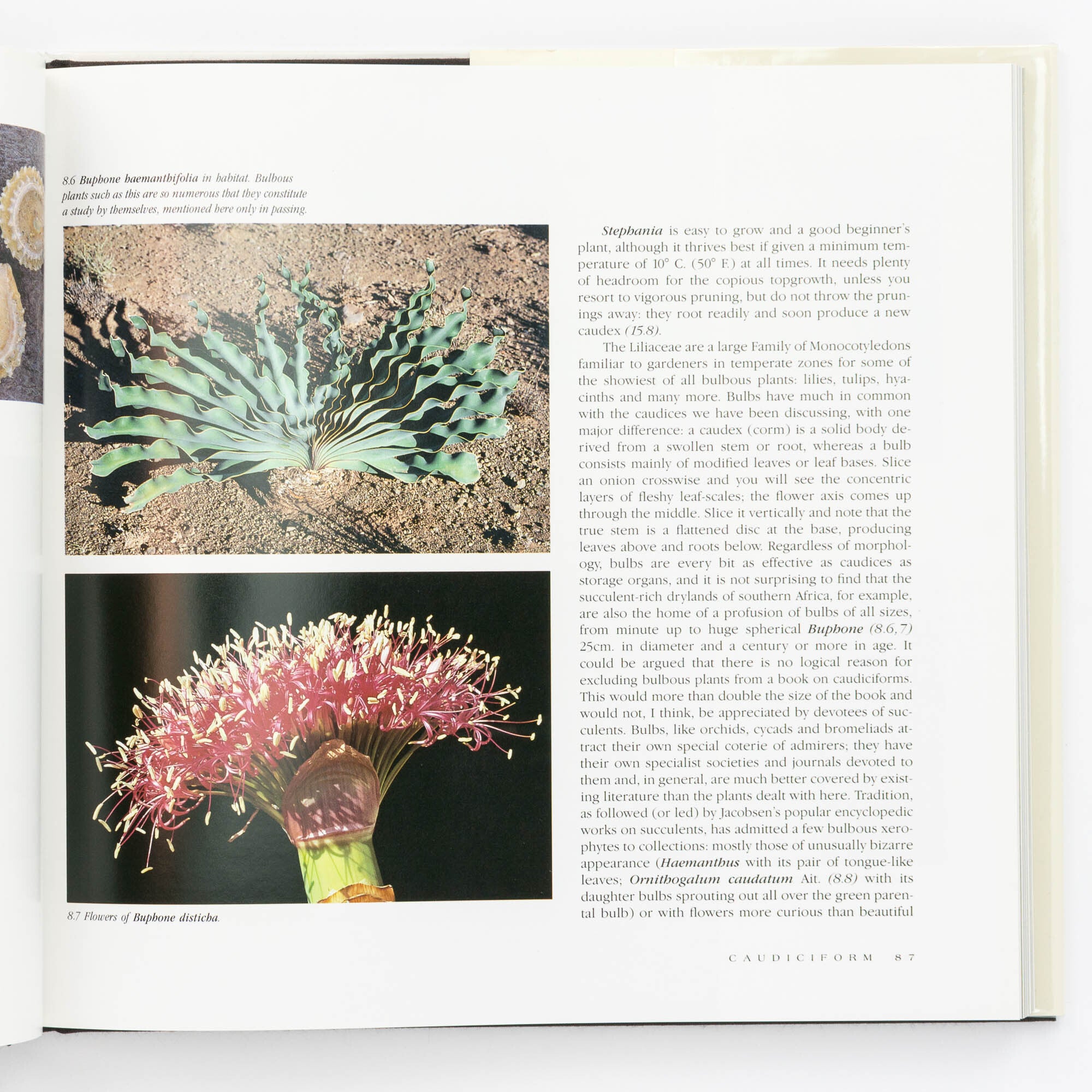 洋書 Caudiciform and Pachycaul Succulents Caudiciform and