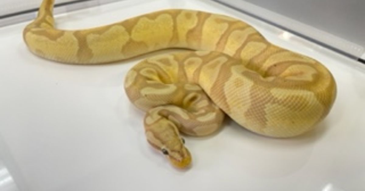 東京 浅草 爬虫類ふれあい PiccoloZoo】ボールパイソン入荷しました！