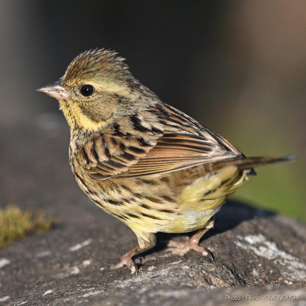野鳥2025：Nikon Z9＋NIKKOR Z 800mm f/6.3 VR Sによる野鳥撮影サンプル集