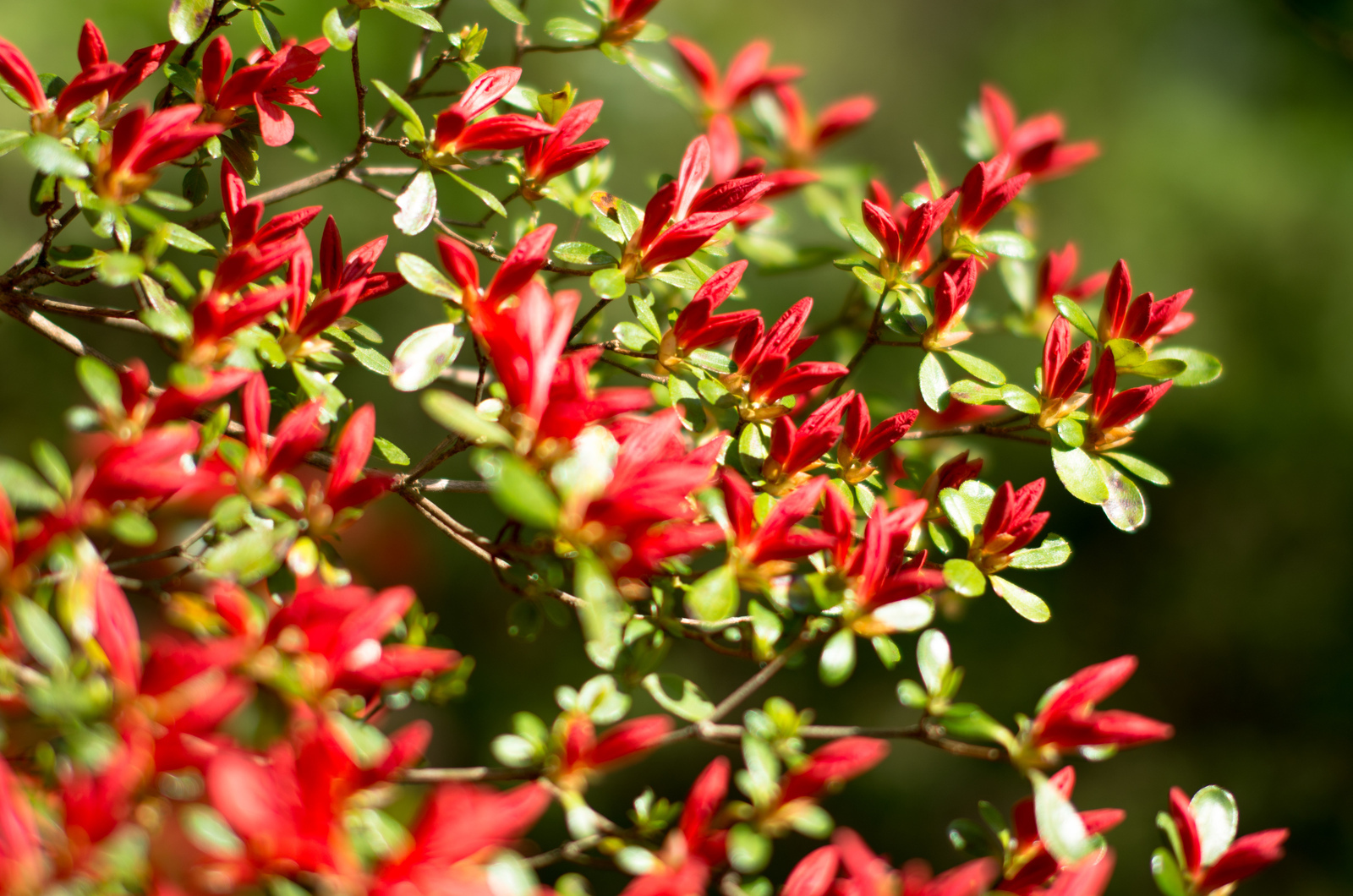 Sigma 50mm F1.4 EX DG HSM - レンズ - pentax memo
